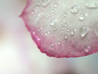 Closeup white-pink petals of desert flower with water droplets on lovely blurred background, macro image ,sweet color for card design ,soft focus ,drops wallpaper