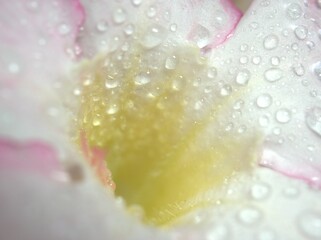 Closeup drops of water on white pink petals of desert rose flower plant with bright smooth blurred background ,macro image ,soft focus ,sweet color for card design