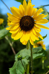Sunflower growing in a garden on a beautiful summer day.