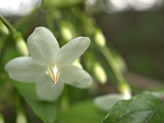 close up petals of white water jasmine flowers plants with bright blurred background , soft focus , macro image ,for card design