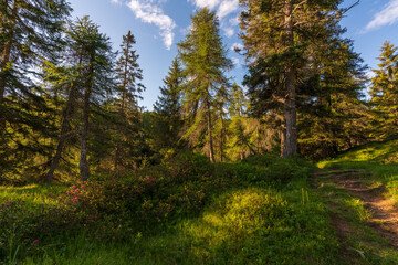 Walking trail leading through the forest from Monte Penegal to Monte Macaion in Italian South Tyrol.