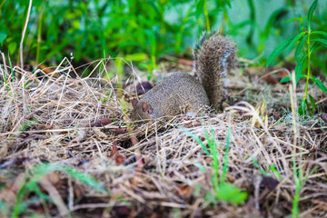 Naklejka na ściany i meble Eastern Gray Squirrel digging in ground looking for food