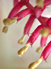 Closeup pink flower plants with droplets on petals ,shiny water drops and bright blurred background , macro image , soft focus ,sweet color for card design 