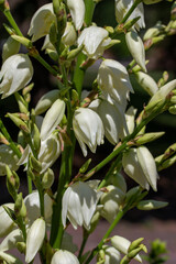 Close up view of ivory white fritillaria flowers beginning to bloom in an outdoor garden setting