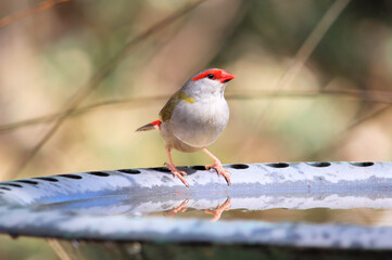 Red-browed Finch (Neochmia temporalis) at birdbath, South Australia