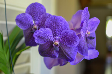 Beautiful purple tropical orchid in detail