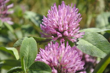 2 red clovers, ball-shaped flowers are flowering on a sunny day.