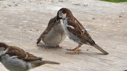 House Sparrow Feeding young chicks