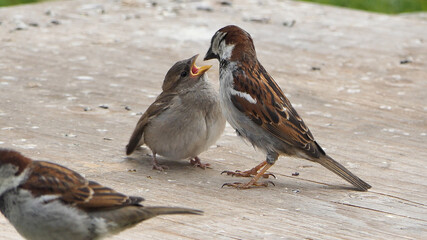 House Sparrow Feeding young chicks