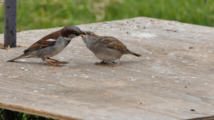 House Sparrow Feeding young chicks