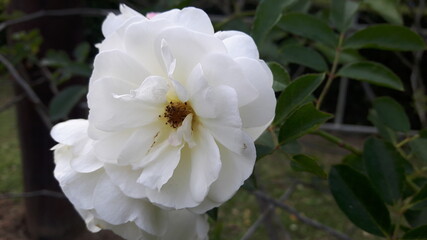 Camellia, white, pink, large flowers, overlapping petals, very beautiful.