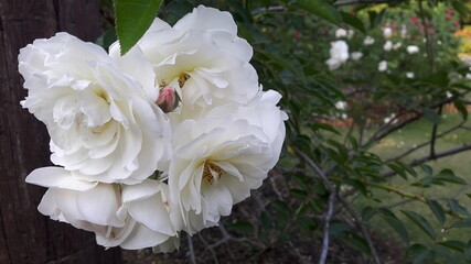 Camellia, white, pink, large flowers, overlapping petals, very beautiful.