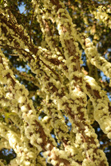 christmas tree decorations