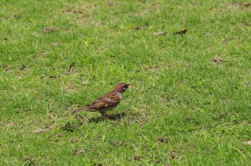 草地で食べ物を咥えているスズメ