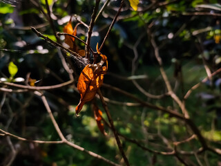 This old dry yellow leaf hang on the spiderweb close-up shot when morning sunlight fall on this leaf.
