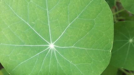 green leaf background