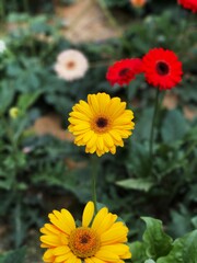 yellow flowers in the garden