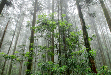 Fototapeta na wymiar Mysterious dark pine forest in fog.