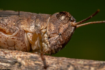 Headshot of a brown grasshopper from the side