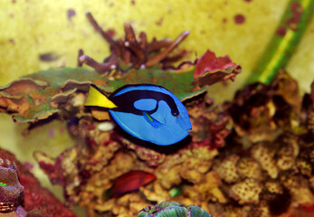 Pacific regal blue tang - Paracanthurus hepatus