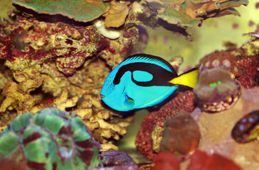 Pacific regal blue tang - Paracanthurus hepatus