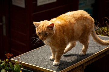 An orange tabby cat is walking on a wooden platform at an urban setting. Natural sunlight reflects from its fluffy furs.
