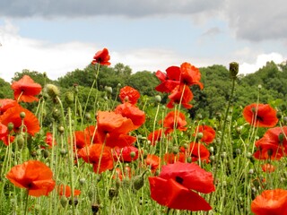 Obraz premium field of red poppies