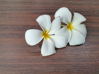 Fototapeta na wymiar frangipani flower on wooden background