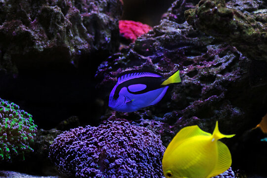 Pacific regal blue tang - Paracanthurus hepatus