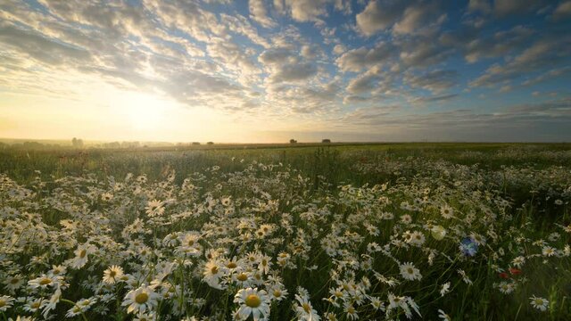Beautiful timelapse of sunrise over flower field