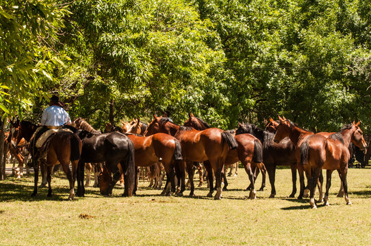 Tropilla, caballos, fiesta de la tradici&oacute;n, Argentina, gauchos, paisano, yegua madrina, animales