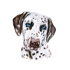 Watercolor illustration of a funny dog. Hand made character. Portrait cute dog isolated on white background. Watercolor hand-drawn illustration. Popular breed dog. Dalmatian