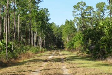 Fototapeta na wymiar Beautiful landscape of North Florida wild forest