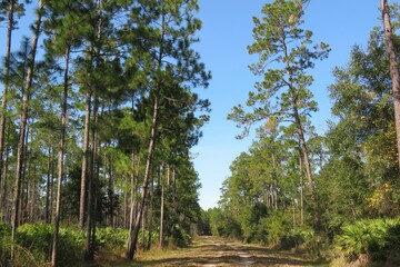 Beautiful landscape of North Florida wild forest