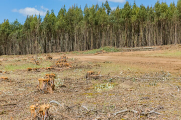ユーカリの切り株
