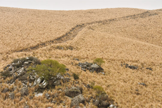 Camino en el pajonal de los cerros pampeanos