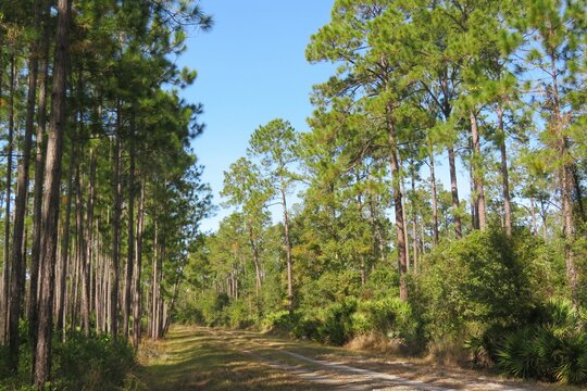 Beautiful landscape of North Florida wild forest