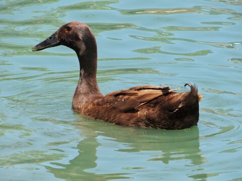 Khaki Campbell Duck On A Pond 