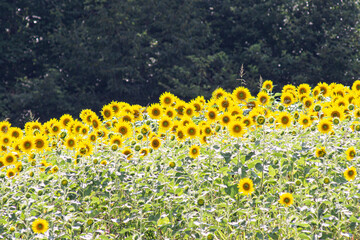 Beautiful Sunflower in summer in Japan