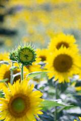Fototapeta premium Beautiful Sunflower in summer in Japan