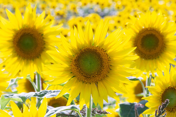 Beautiful Sunflower in summer in Japan