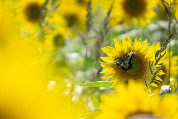 Beautiful Sunflower in summer in Japan