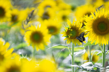 Beautiful Sunflower in summer in Japan