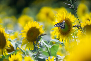 Beautiful Sunflower in summer in Japan