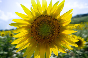 Obraz premium Beautiful Sunflower in summer in Japan