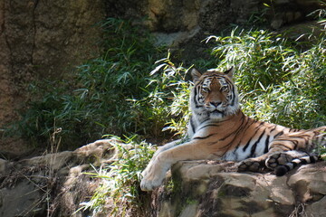 こちらを睨みつけるトラ