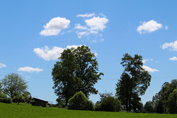 Obraz premium tree on the hill