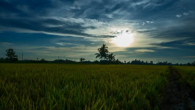 Beautiful sunset over the paddy fields at Sekinchan, Malaysia