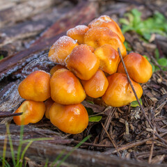 orange mushroom