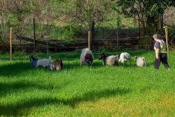 goats in the field
